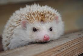 Ariciul african pitic ca si animal de companie